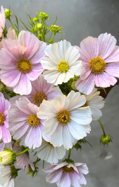 Cosmos bipinnatus Tetra Flush | White with rose blush therapyofflowers.com