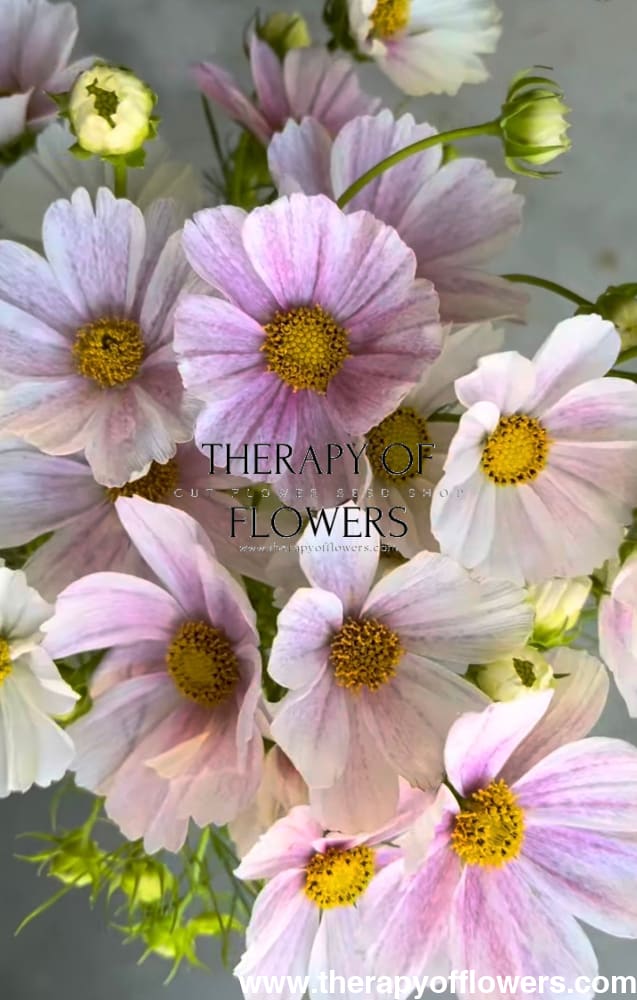 Cosmos bipinnatus Tetra Flush | White with rose blush therapyofflowers.com