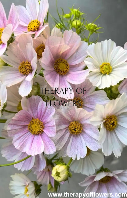 Cosmos bipinnatus Tetra Flush | White with rose blush therapyofflowers.com