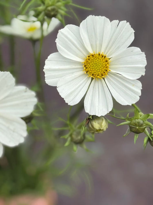 Cosmos bipinnatus Versailles White | Cut flower Cosmos therapyofflowers.com