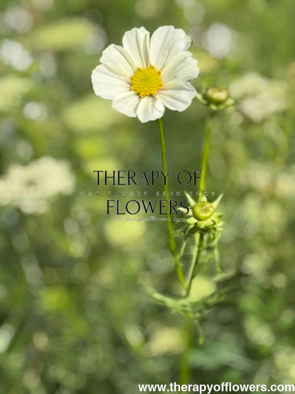 Cosmos bipinnatus Versailles White | Cut flower Cosmos therapyofflowers.com