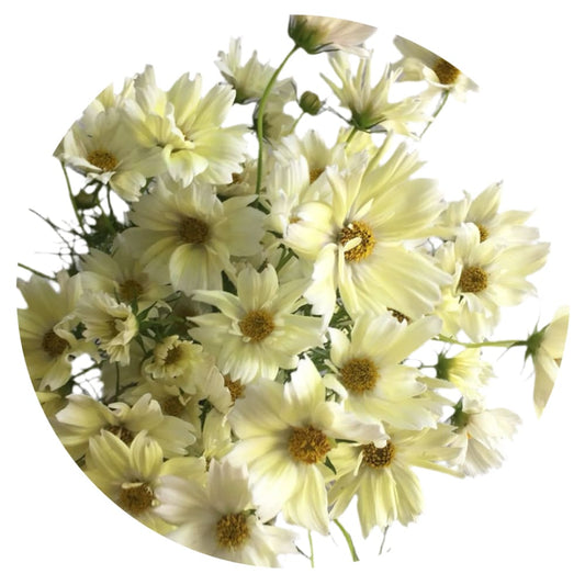 Cosmos bipinnatus Xanthos - 20 seeds / 60.-80 cm - Seeds