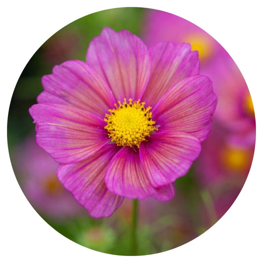 Cosmos bipinnatus Xsenia