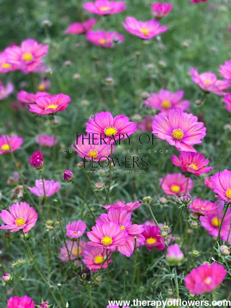 Cosmos bipinnatus Xsenia therapyofflowers.com