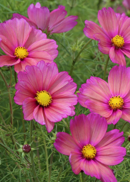 Cosmos bipinnatus Xsenia | Terracotta Rose Cosmos therapyofflowers.com