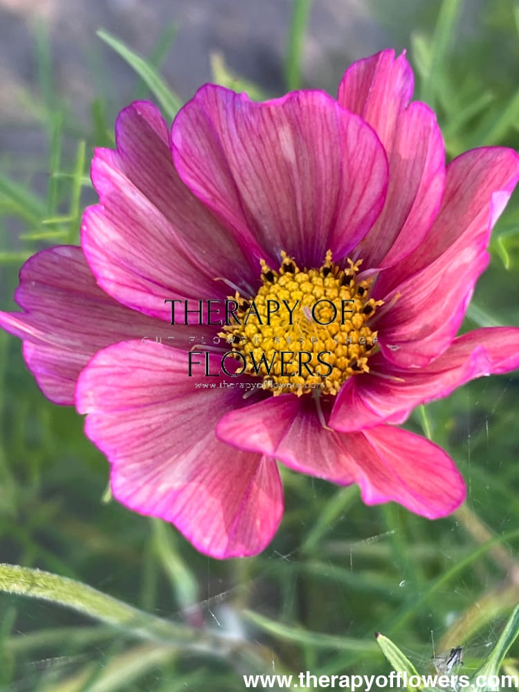 Cosmos bipinnatus Xsenia therapyofflowers.com