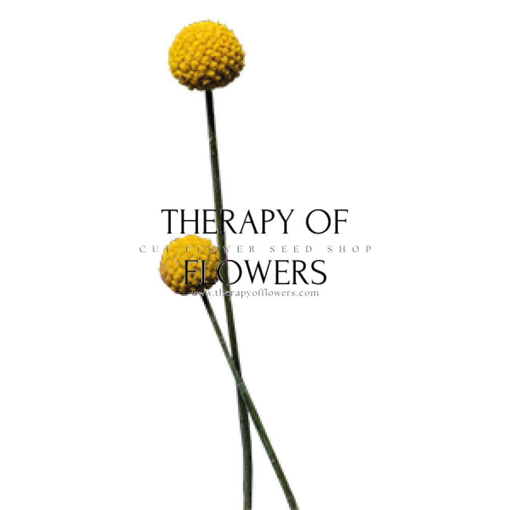 Craspedia globosa SolarPop | Billy Buttons therapyofflowers.com