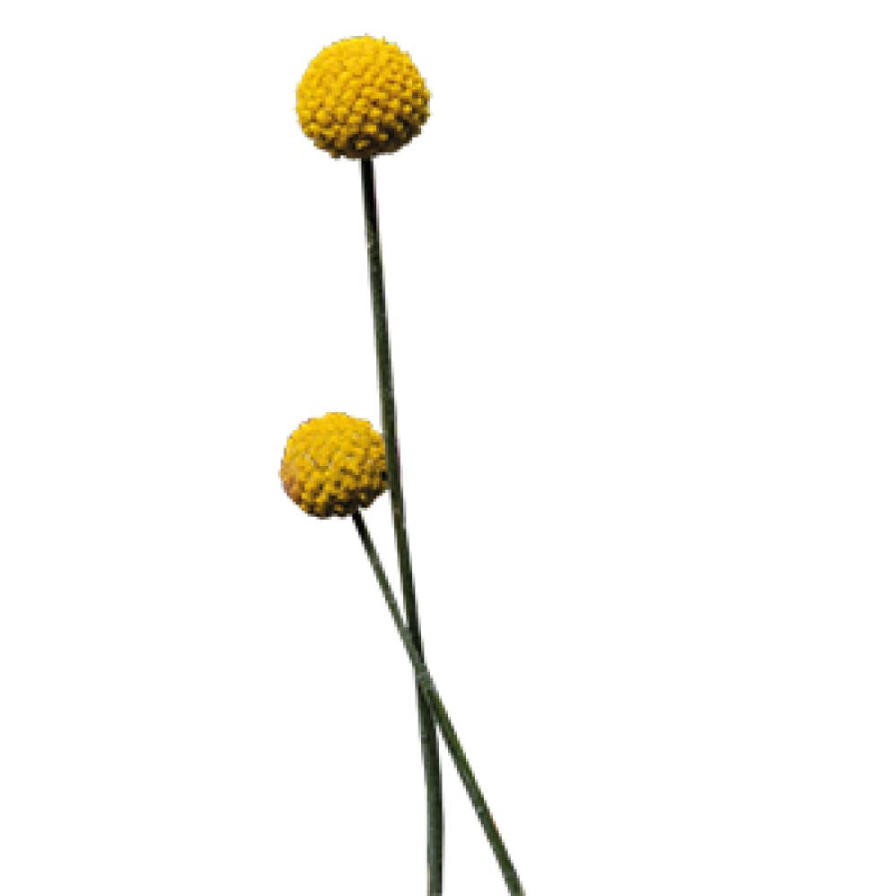 Craspedia globosa SolarPop | Billy Buttons therapyofflowers.com
