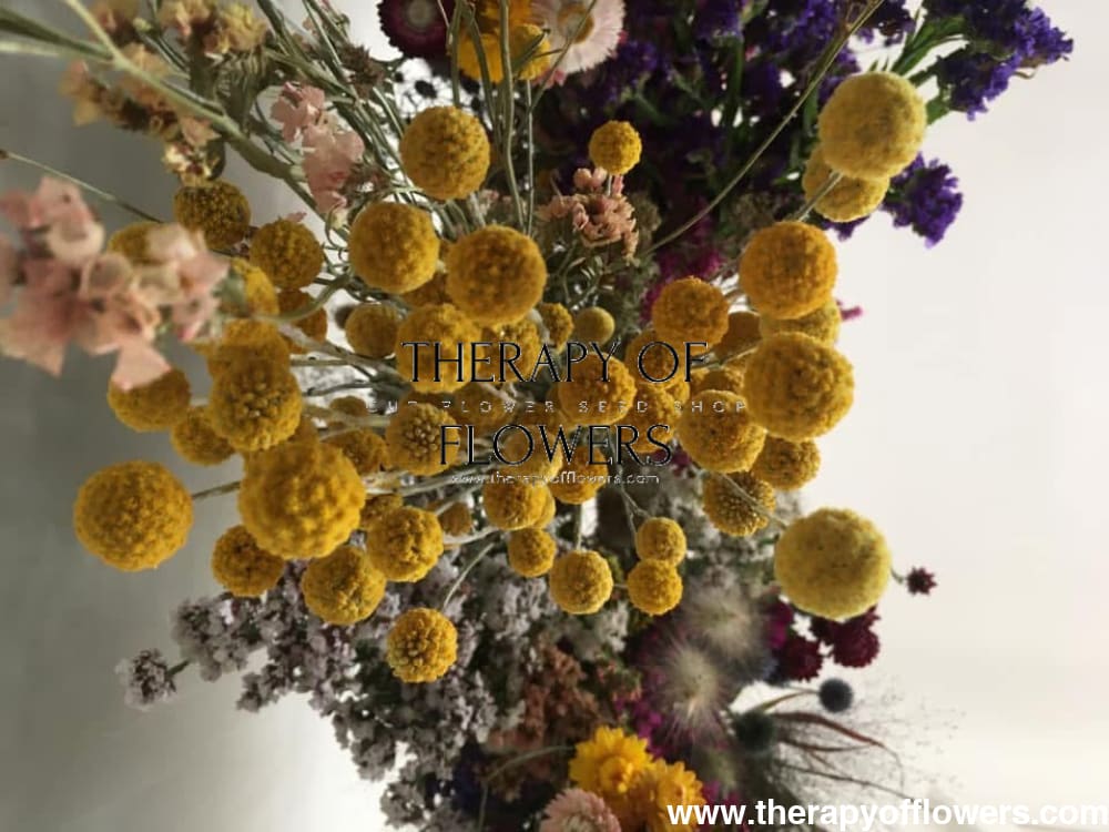 Craspedia globosa SolarPop | Billy Buttons therapyofflowers.com