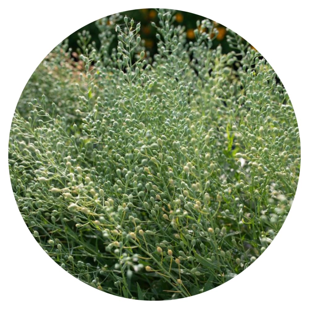 Cress Attraxa | Gold of Pleasure therapyofflowers.com