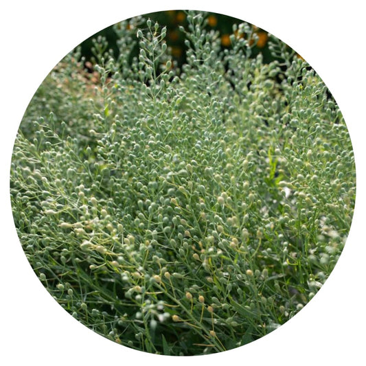 Cress Attraxa | Gold of Pleasure therapyofflowers.com
