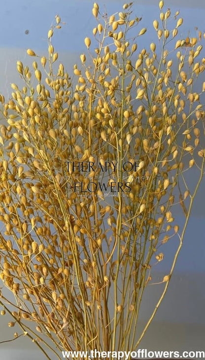 Cress ‘Attraxa’ | Gold of Pleasure therapyofflowers.com