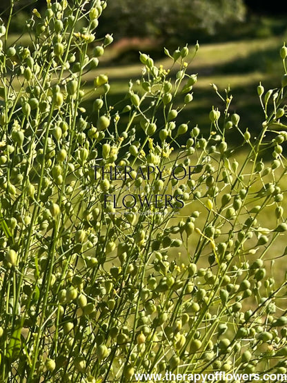 Cress Attraxa | Gold of Pleasure therapyofflowers.com