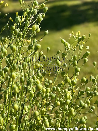 Cress Attraxa | Gold of Pleasure therapyofflowers.com