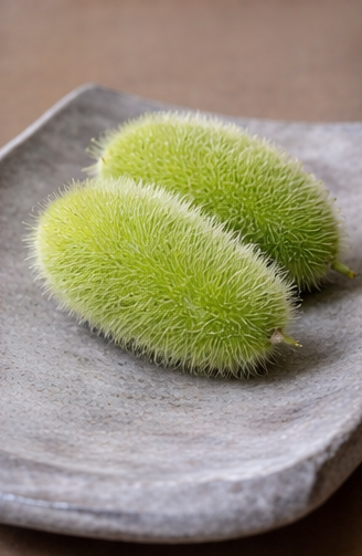 Cucumis species Deco-Fruits Mix | Ornamental Cucumbers | 8 Species therapyofflowers.com