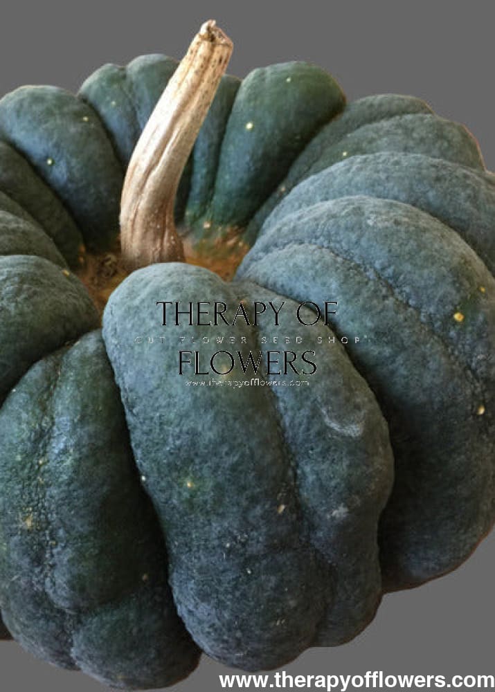 Cucurbita moschata Futtsu Black Early | Decorative & Edible pumpkin therapyofflowers.com