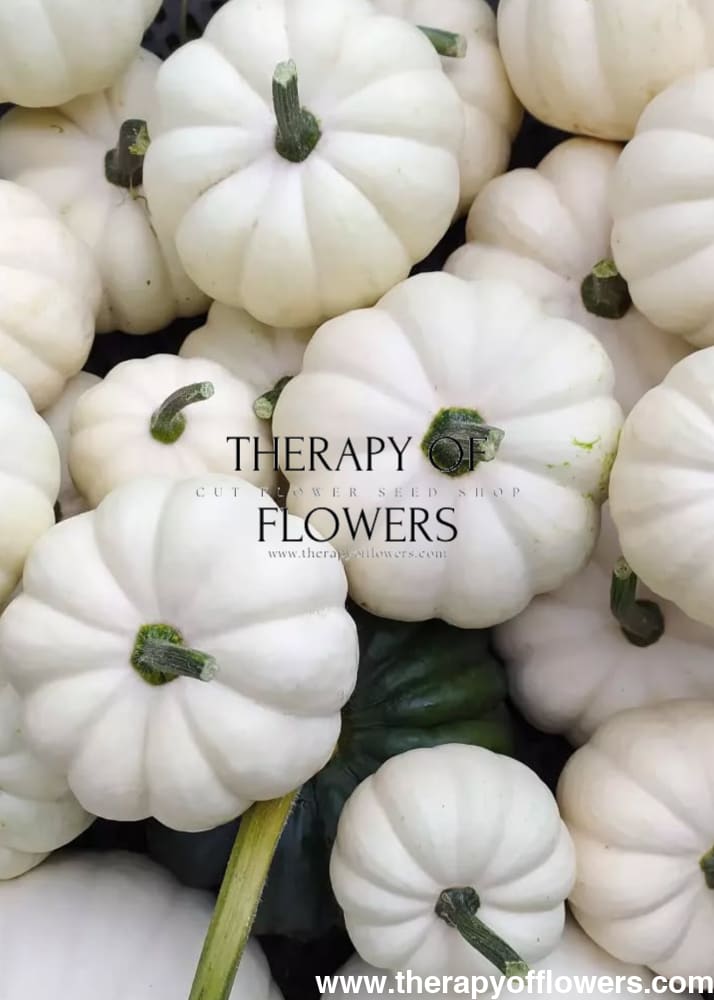 Cucurbita pepo ‘Baby Boo’ | Mini Pumpkin | White Decorative Pumpkin therapyofflowers.com
