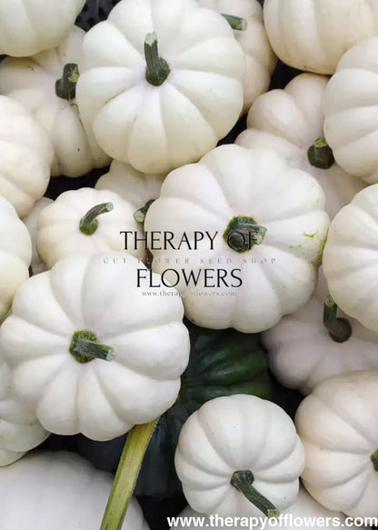 Cucurbita pepo ‘Baby Boo’ | Mini Pumpkin | White Decorative Pumpkin therapyofflowers.com