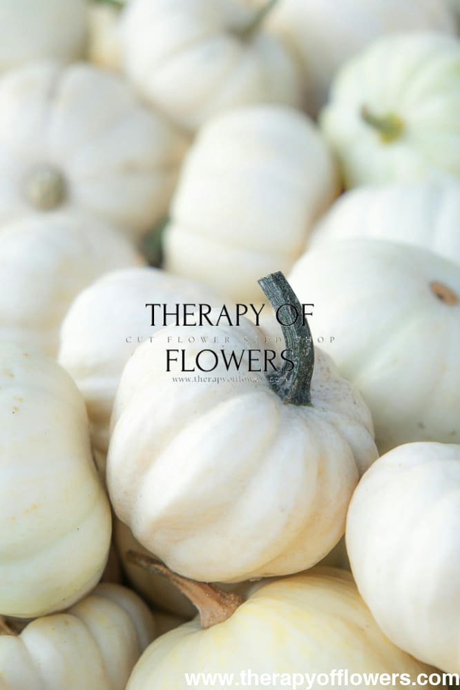 Cucurbita pepo ‘Baby Boo’ | Mini Pumpkin | White Decorative Pumpkin therapyofflowers.com