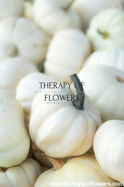 Cucurbita pepo ‘Baby Boo’ | Mini Pumpkin | White Decorative Pumpkin therapyofflowers.com