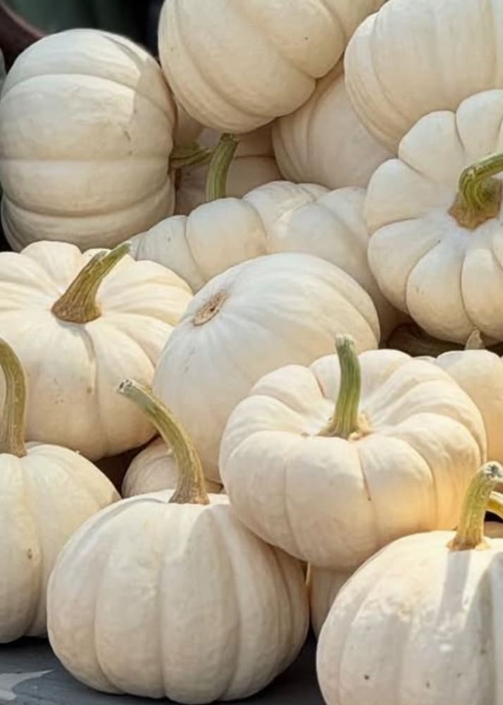 Cucurbita pepo ‘Baby Boo’ | Mini Pumpkin | White Decorative Pumpkin therapyofflowers.com