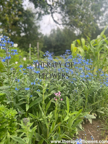 Cynoglossum amabile Firmament | Chinese Forget-me-not therapyofflowers.com