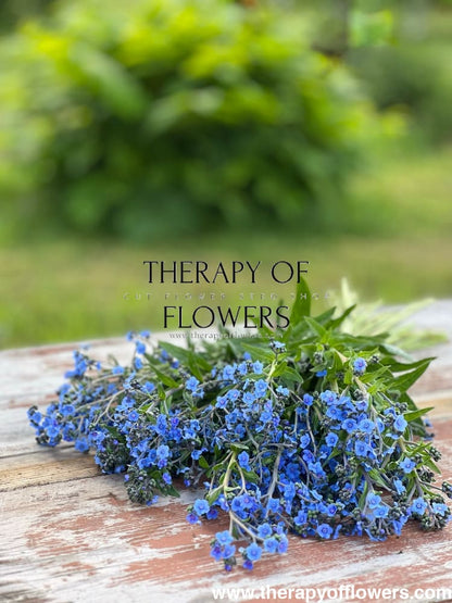 Cynoglossum amabile Firmament | Chinese Forget-me-not therapyofflowers.com