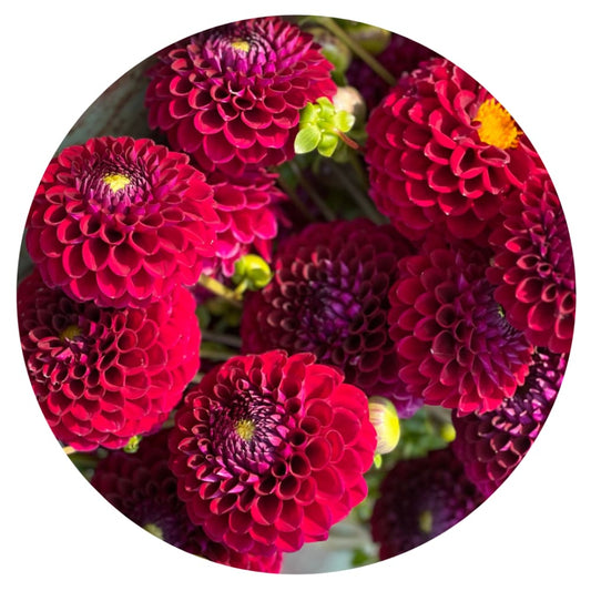 Dahlia Babette therapyofflowers.com