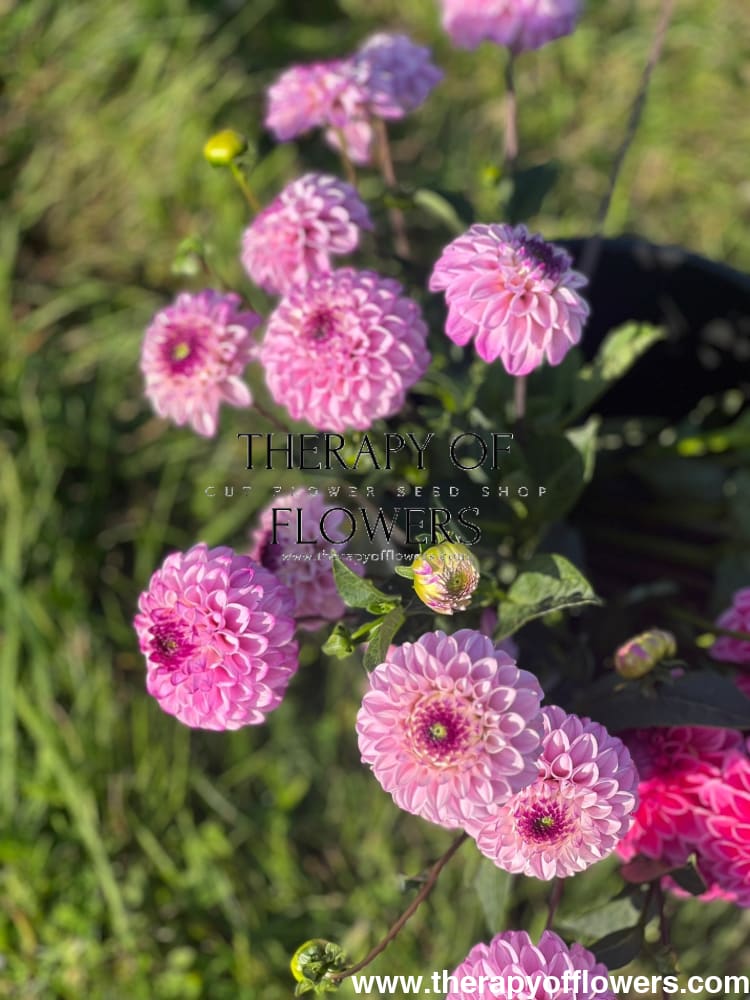 Dahlia Genova | Excellent for cut flower therapyofflowers.com