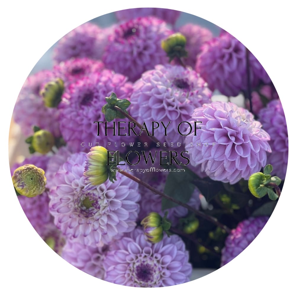 Dahlia Genova therapyofflowers.com