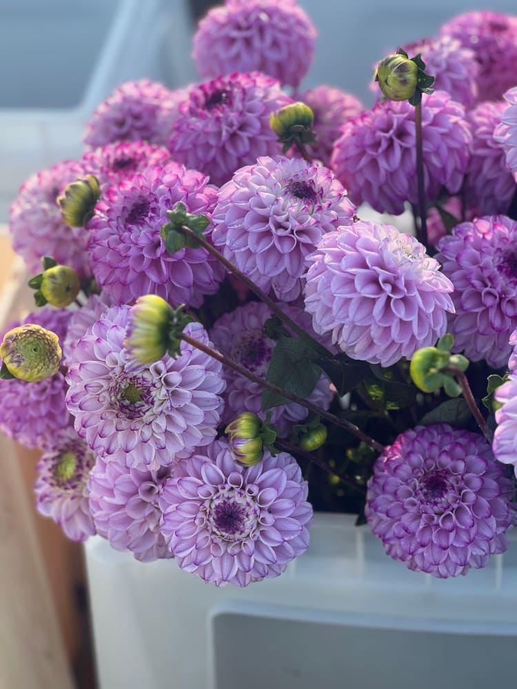 Dahlia Genova therapyofflowers.com