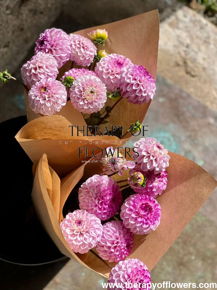 Dahlia Genova | Excellent for cut flower therapyofflowers.com