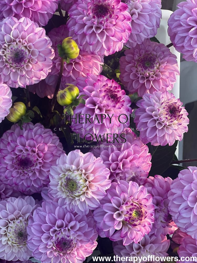 Dahlia Genova therapyofflowers.com