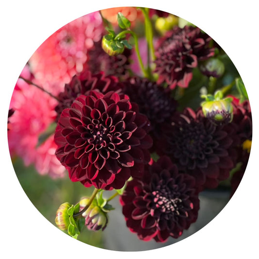 Dahlia LA Recoleta | Perfect for cut flowers therapyofflowers.com