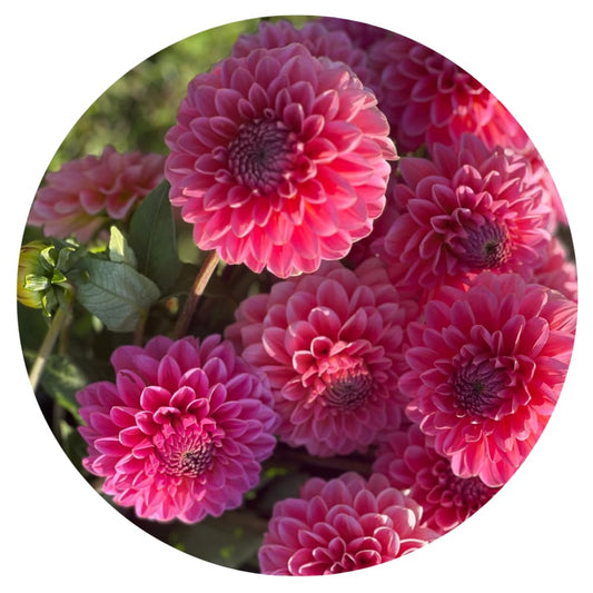 Dahlia Pink Runner | Long stems, Great for cutting therapyofflowers.com