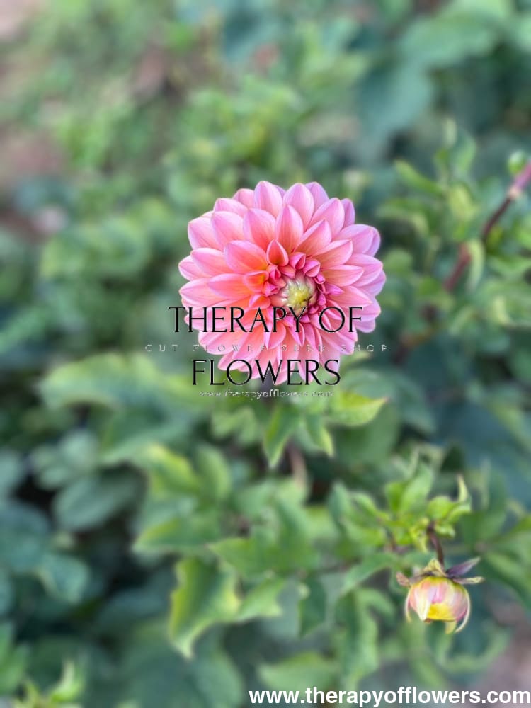 Dahlia Roza Pantera | Excellent for cut flowers therapyofflowers.com