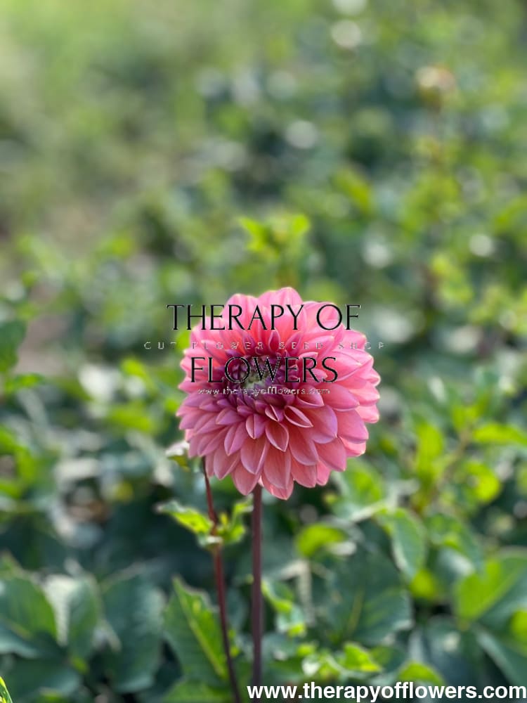 Dahlia Roza Pantera | Excellent for cut flowers therapyofflowers.com