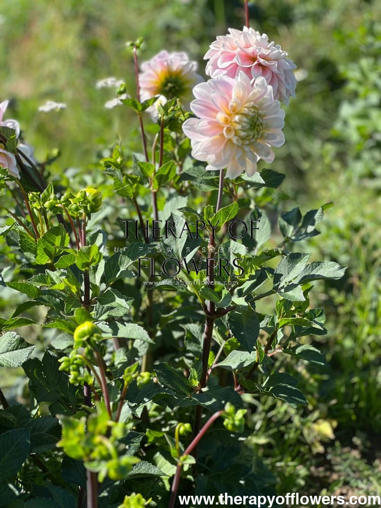 Dahlia Sweet Nathalie | Wedding Cut Flower therapyofflowers.com
