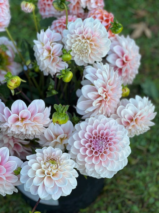 Dahlia Sweet Nathalie therapyofflowers.com