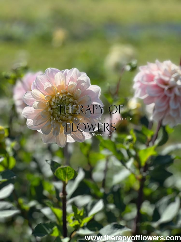 Dahlia Sweet Nathalie | Wedding Cut Flower therapyofflowers.com