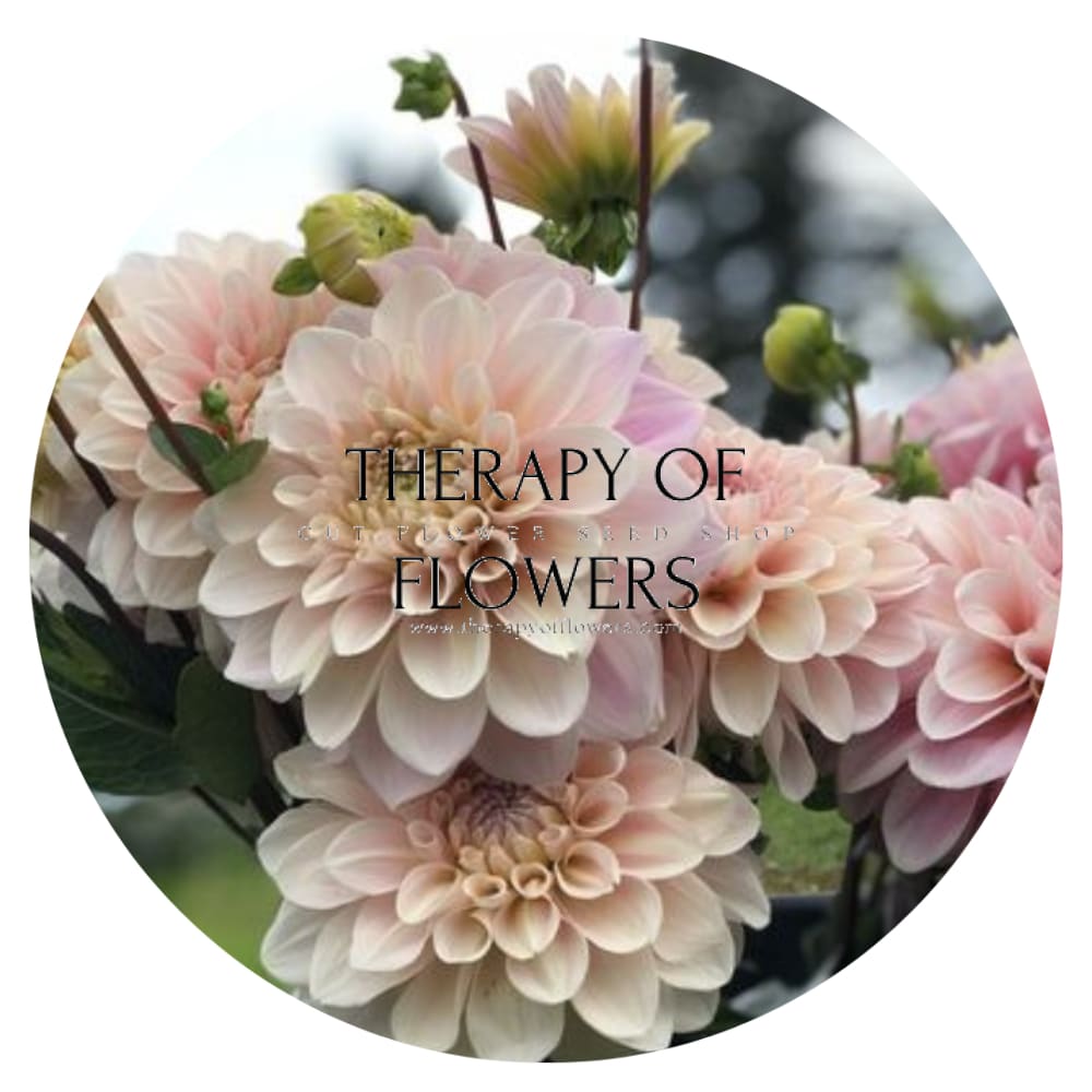 Dahlia Sweet Nathalie | Wedding Cut Flower therapyofflowers.com