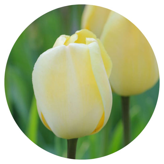 Darwin Hybrid Tulip Ivory Floradale therapyofflowers.com