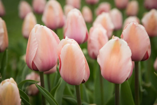 Darwin Hybrid Tulip Salmon Impression therapyofflowers.com