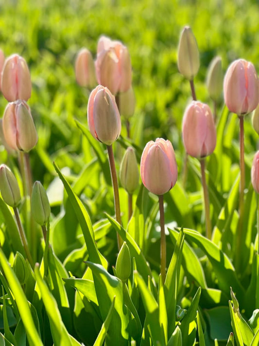 Darwin Hybrid Tulip Salmon Impression therapyofflowers.com