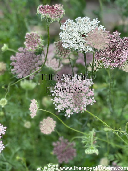 Daucus carota Dara therapyofflowers.com