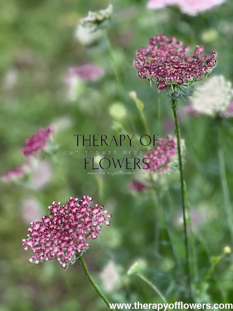 Daucus carota Dara therapyofflowers.com