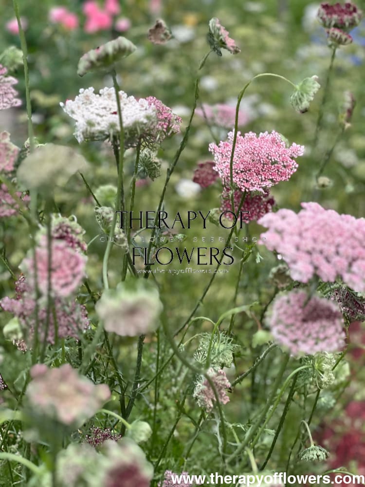 Daucus carota Dara therapyofflowers.com