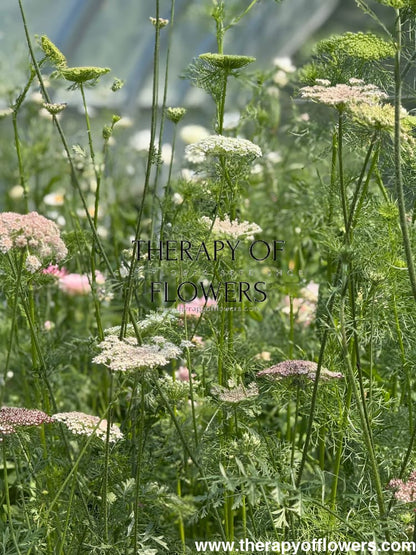 Daucus carota Dara | Wild carrot therapyofflowers.com