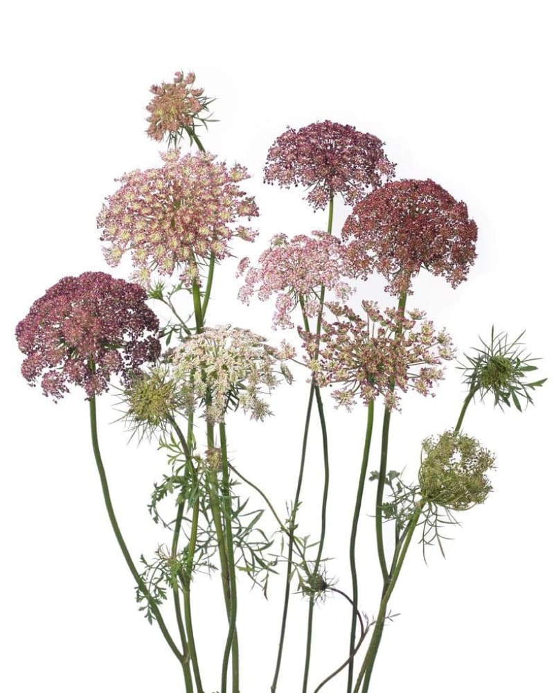 Daucus carota Dara therapyofflowers.com