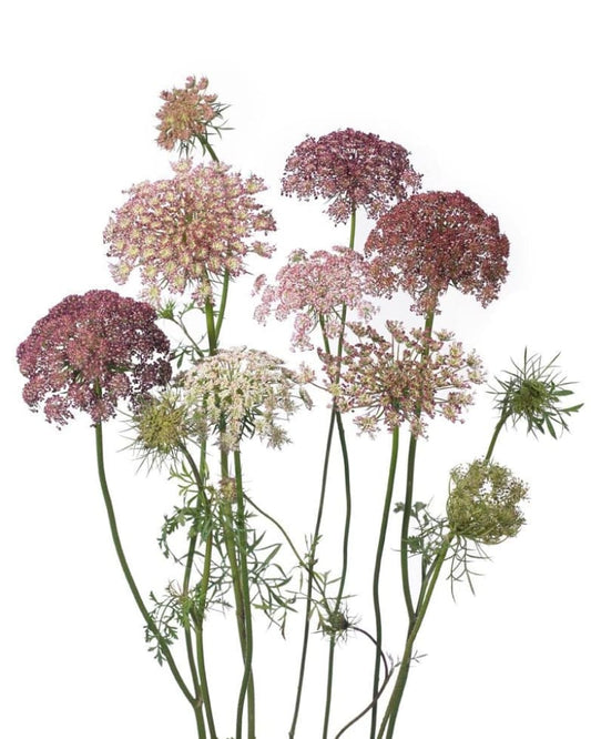 Daucus carota Dara therapyofflowers.com